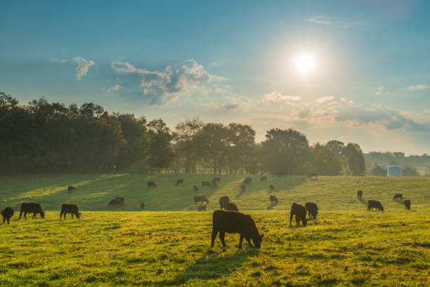 istock Cows grazing in the morning sun. 1349811944