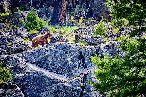 Bear walking long rocky cliff in Yellowstone National Park.