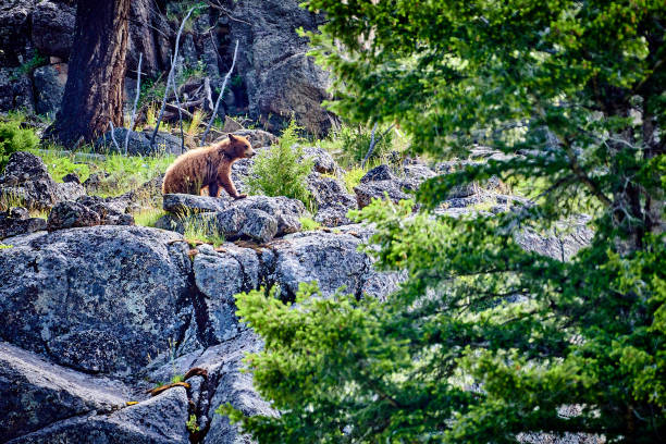 istock Bear walking long rocky cliff in Yellowstone National Park. 1349811989