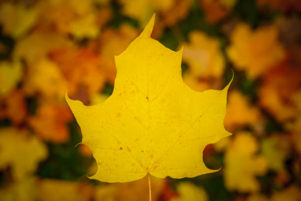 istock Beautiful golden maple leaf in the park 1349812998