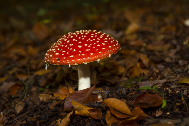 vola agaric in una foresta - fungus mushroom autumn fly agaric mushroom foto e immagini stock
