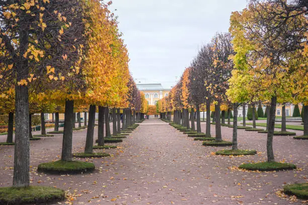 Photo of Autumn alley in the Great Peterhof Palace in St. Petersburg