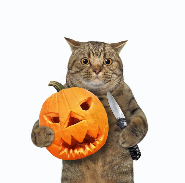 istock Cat holds knife and pumpkin 1349814215