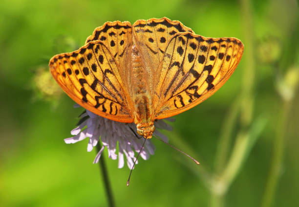 istock The cardinal butterfly, Argynnis Pandora 1349814269