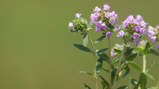 Wild thyme blooming in summer, Thymus vulgaris