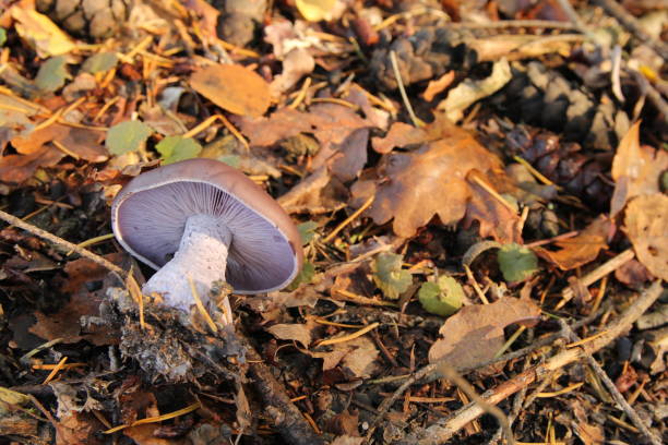 a beautiful purple and brown mushroom between brown leaves in a forest a purple mushroom and brown leaves and branches in a forest at a sunny day in fall Blewit stock pictures, royalty-free photos & images