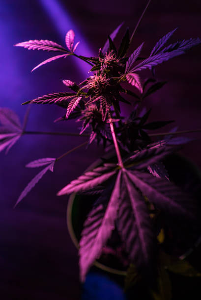 istock cannabis bush in acid purple color 1349815151