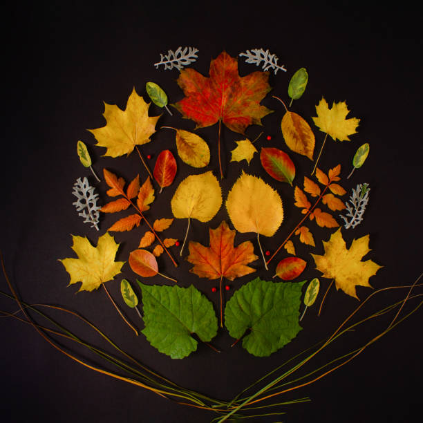 istock Ornament autumn leaves against black background. 1349815736