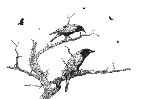 Stipple illustration of Crows perching on a dead juniper tree