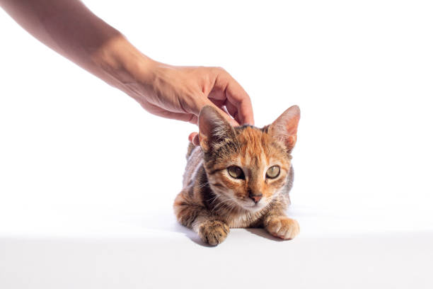 istock Kitten being stroked by hand, isolated on white background. 1349817339