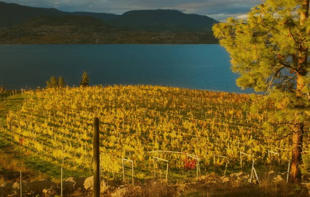 istock Autumn Vineyard Against Storm Clouds 1349819008