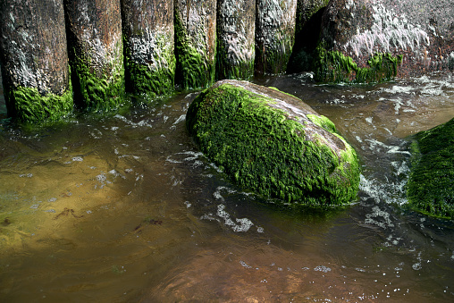 Stone and old wooden breakwater overgrown with green algae in the water on the Baltic sea beach