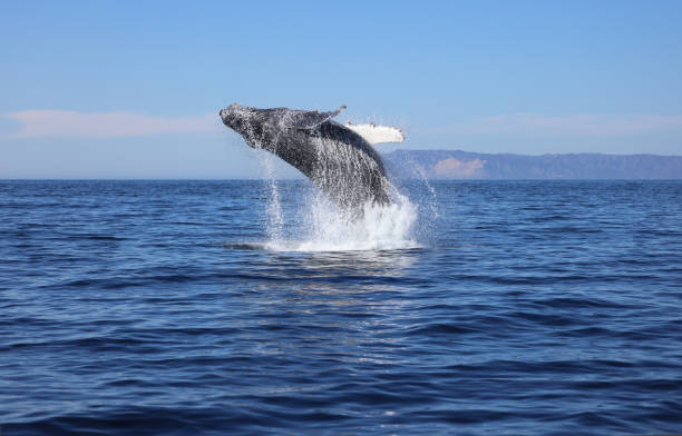 Humpback Whale Breaching stock photo
