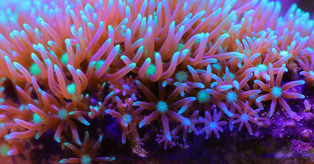 istock Green star polyp soft coral - briareum violaceum 1349830737
