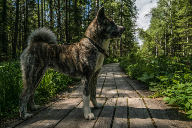 istock Akita inu brindle in the natural environment 1349831586