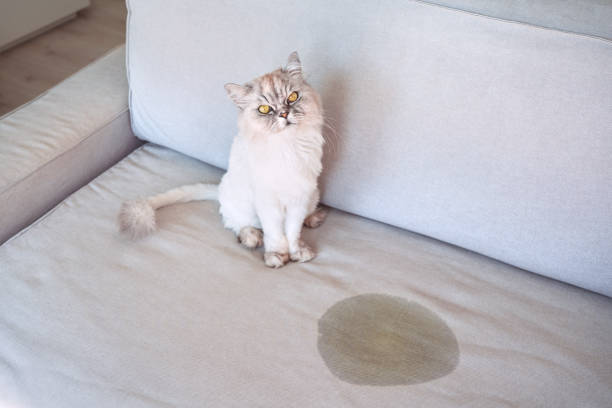 gato orinando en casa. gato sentado cerca de la mancha húmeda o de piss en el sofá. gato orinando en el sofá. mal comportamiento del gato - orina fotografías e imágenes de stock