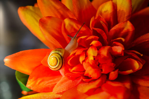 Snail on an artificial orange flower