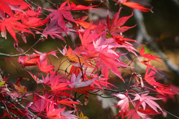 immagine a pieno titolo del ramo dell'acero giapponese coperto di chiavi di semi di elicottero alate e colore rosso delle foglie autunnali al sole, sfondo sfocato del giardino - japanese maple foto e immagini stock