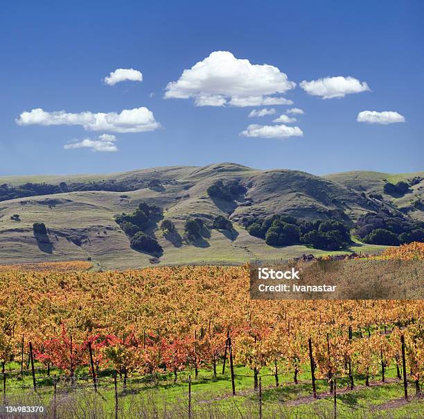 Sonoma Valley Bodega Viñas Foto de stock y más banco de imágenes de California - California, Condado de Sonoma, Uva Merlot