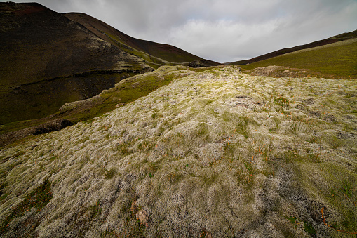 This moss covered lava field is in Fjalllabak region near the Rauðibotn crater in the Highlands of Iceland.   There are over 600 different types of moss in Iceland.  These mosses are about 4 inches deep and spongy to the touch.  The lava on which it is growing is about 1500 years old.