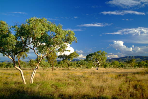 Australian Outback Landscapes The Australian outback is renowned for its vast size and arid desert landscapes, but these landscapes are also full of unexpected beauty with breathtaking colours and vistas, sometimes in the most unlikely locations scribbly gum stock pictures, royalty-free photos & images