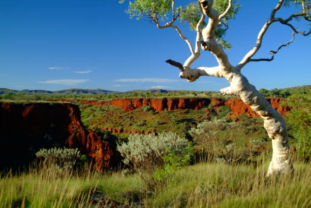 Australian Outback Landscapes The Australian outback is renowned for its vast size and arid desert landscapes, but these landscapes are also full of unexpected beauty with breathtaking colours and vistas, sometimes in the most unlikely locations scribbly gum stock pictures, royalty-free photos & images