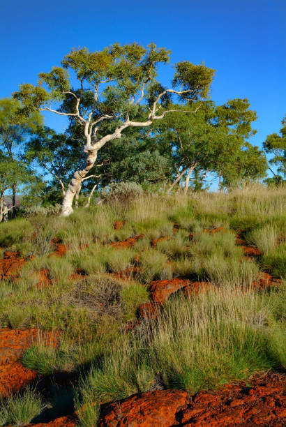 istock Australian Outback Landscapes 1349839364