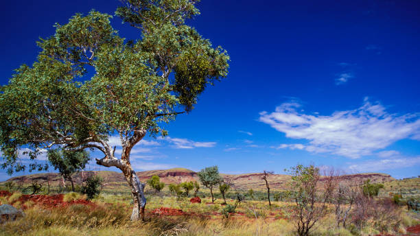 istock Australian Outback Landscapes 1349841468
