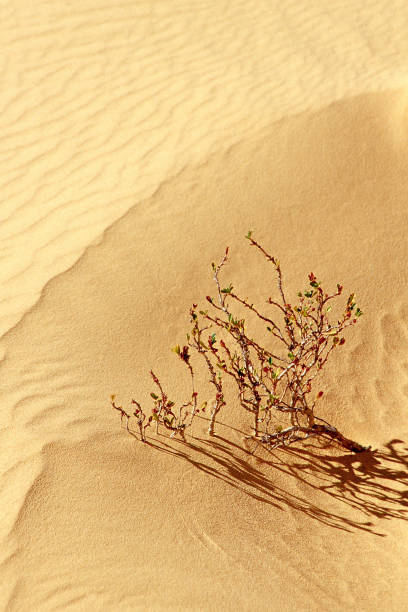 istock Australian Outback Landscapes 1349841476
