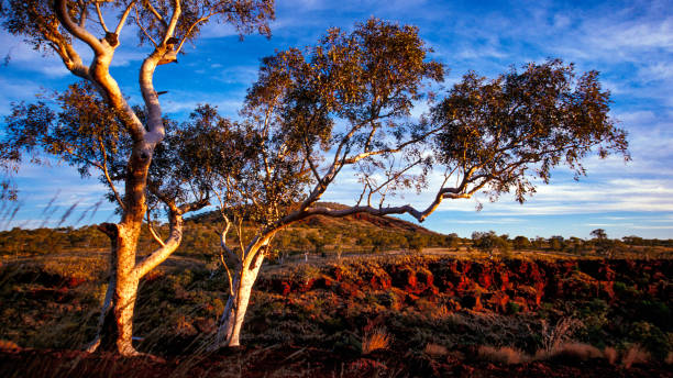 Australian Outback Landscapes The Australian outback is renowned for its vast size and arid desert landscapes, but these landscapes are also full of unexpected beauty with breathtaking colours and vistas, sometimes in the most unlikely locations scribbly gum stock pictures, royalty-free photos & images