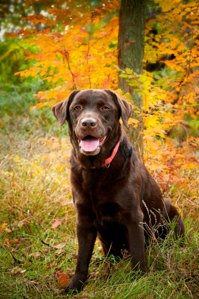 Brown chocolate Labrador retriever in autumn forest against yellow leaves background stock photo