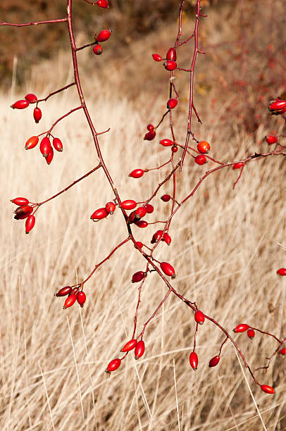 istock Sweetbriar Rose (Rosa rubiginosa) Hips 134984383