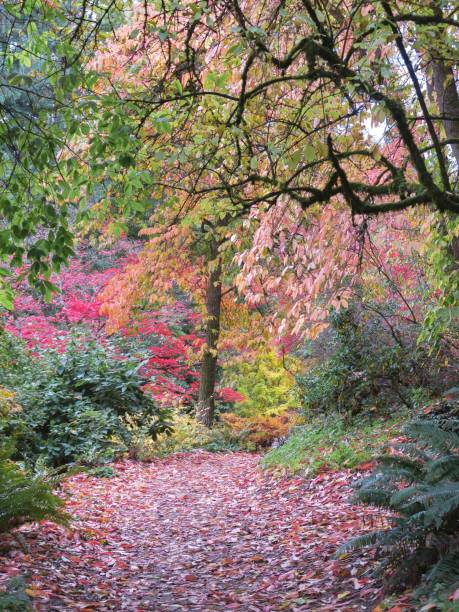 istock The Colorful Autumn Trail 1349843949