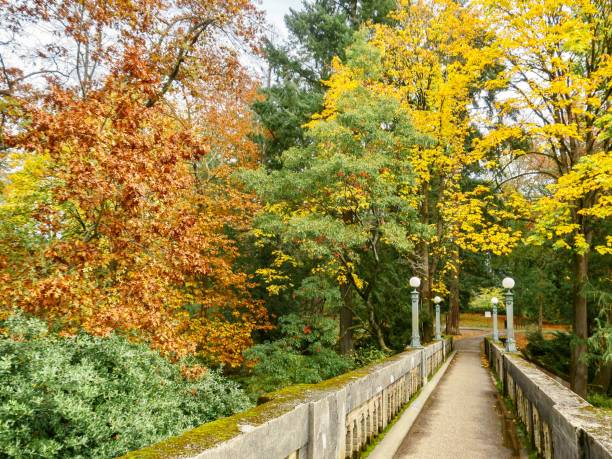 istock Bridge and Spectacular Colorful Fall Foliage in Washington 1349843990