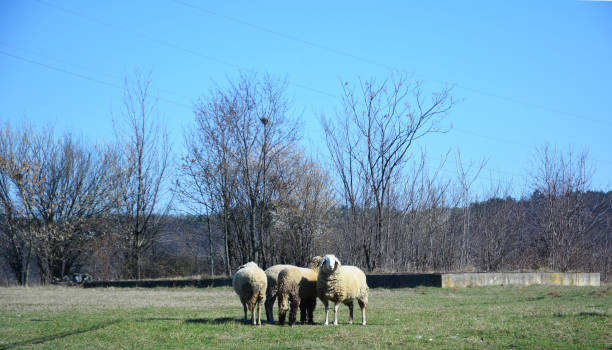 istock a small flock of sheep 1349848799