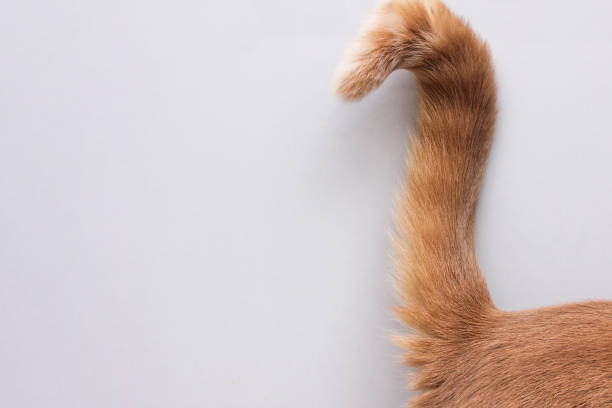 cola de gato. la punta de la cola de un gato rojo. - cola parte del cuerpo animal fotografías e imágenes de stock
