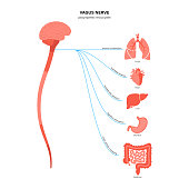 vagusnervendiagramm.jpg?b=1&s=170x170&k=20&c=cpMPfnKePx-Sw9oIKPvdREEK_z4-ykVZsDBvu8PMTnU=