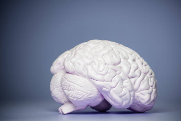istock Photo of the human brain model view from side 1349854040