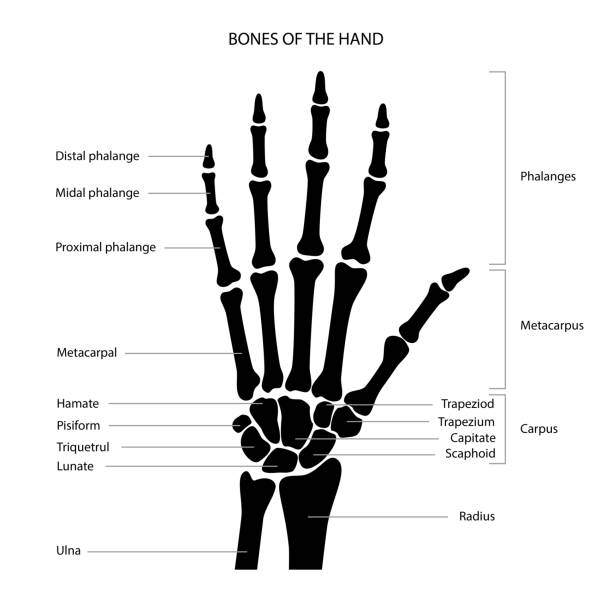 Hand Description Inner 40+ Normal Hand X Ray Stock Illustrations, Royalty-Free Vector Graphics ...