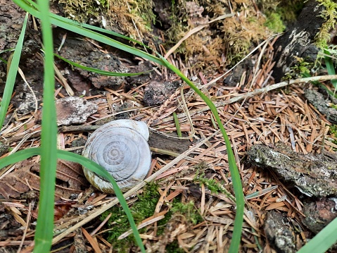 Snail shell on the forest floor