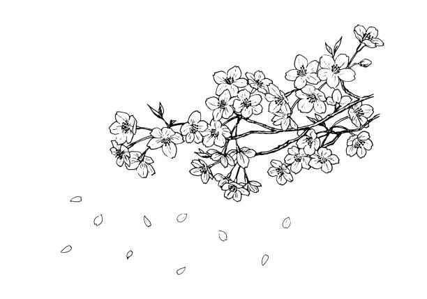 Line drawing illustration of cherry blossoms Line drawing illustration of cherry blossoms fruit tree flower sakura spring stock illustrations