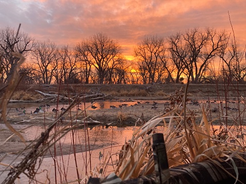 An incredibly orange sunset over a full spread of goose decoys with the tip of a shotgun barrel and hunting blind in the foreground at Messex State Wildlife Area in Colorado
