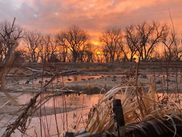 Photo of An incredibly orange sunset over a full spread of goose decoys with the tip of a shotgun barrel and hunting blind in the foreground at Messex State Wildlife Area in Colorado