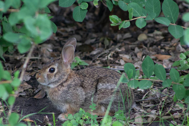 istock A cottontail rabbit hiding in the brush naturally framed by vegetation 1349859193