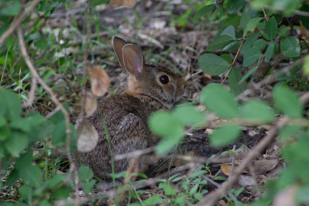 istock A cottontail rabbit hiding in the brush naturally framed by vegetation 1349859201
