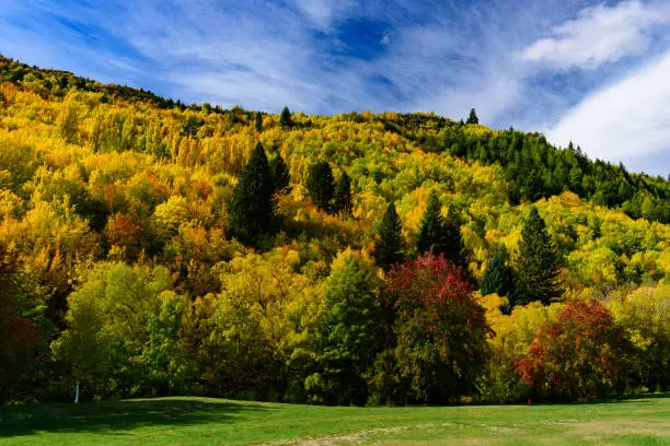 Photo of Forest with autumn leaves