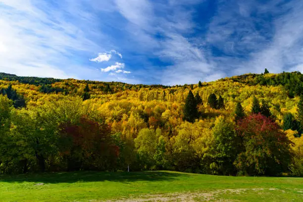 Photo of Forest with autumn leaves