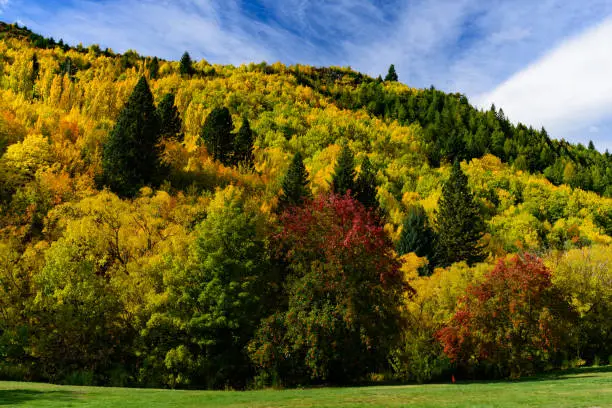 Photo of Forest with autumn leaves