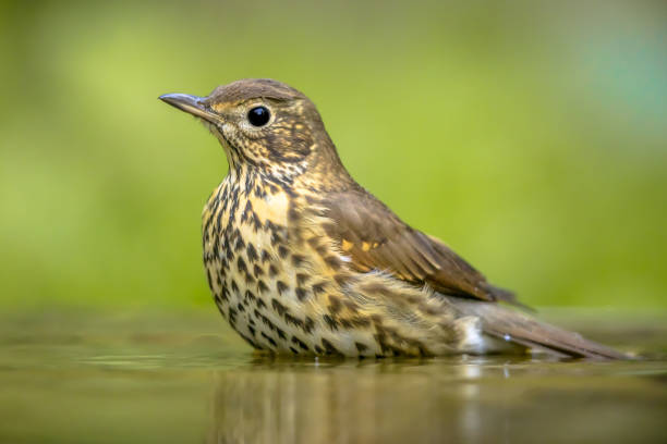 istock Song thrush bathing in water with blurred garden background 1349861638