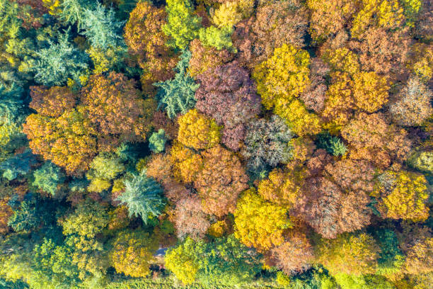 istock Aerial view of mixed autumn forest 1349861709